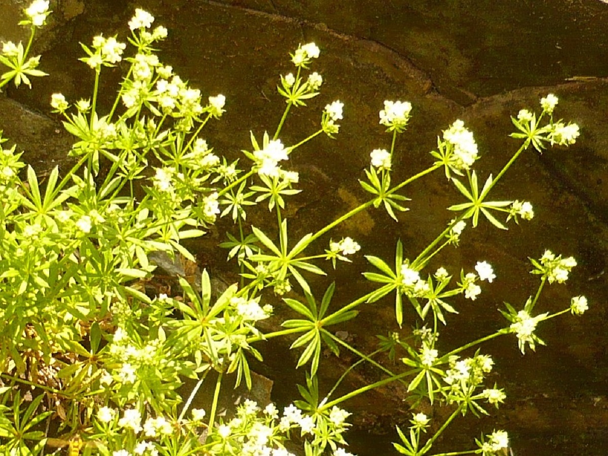 Galium marchandii (Rubiaceae)